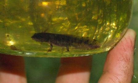 Cute newt