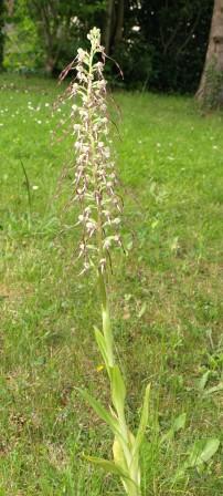 Lizard orchid