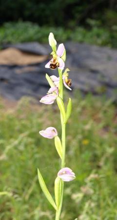 Bee orchid