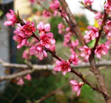 Peach blossom blog