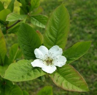 Medlar blossom