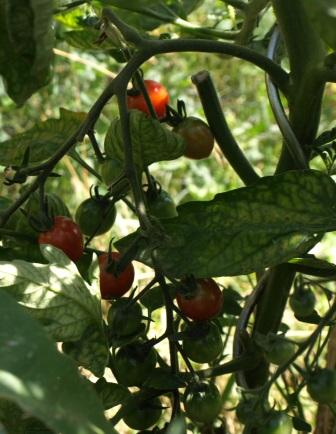 Cherry tomatoes