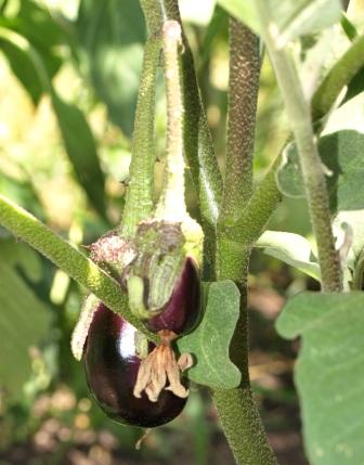 Baby aubergines