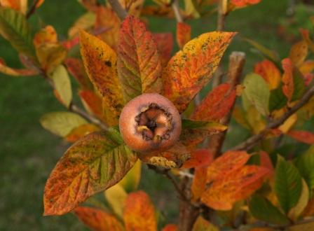 Nearly ripe medlar