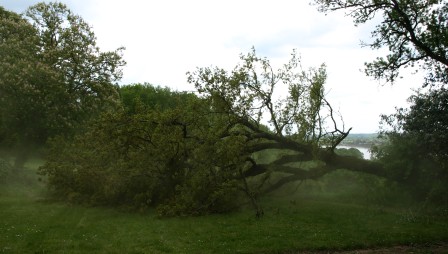 Felling an oak