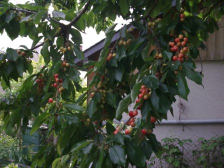 Ripening cherries