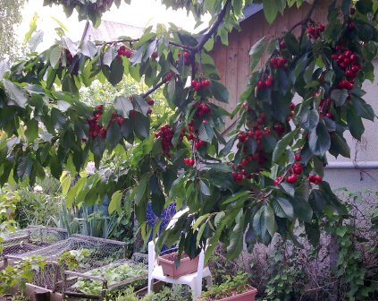 Ripening cherries one week on