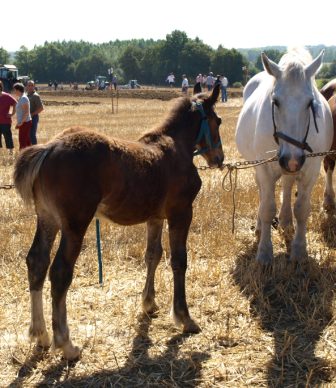 Heavy horses