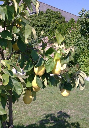 Ripe quince