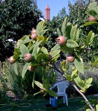 Unripe medlars