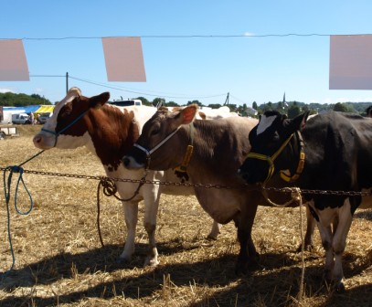 Winning cows