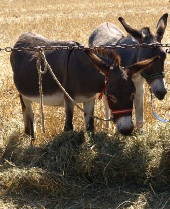 Cute donkeys