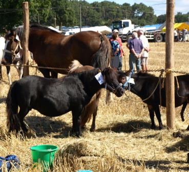 Blood ponies