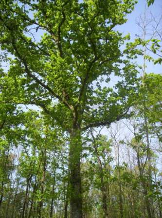 King of the forest in spring