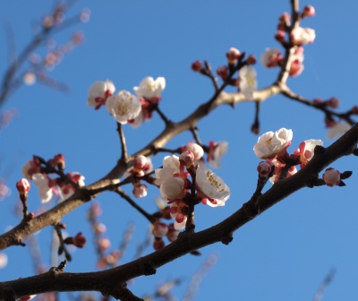 Apricot blossom 2011