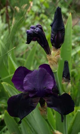 Black iris