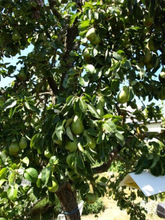 Pears many pears