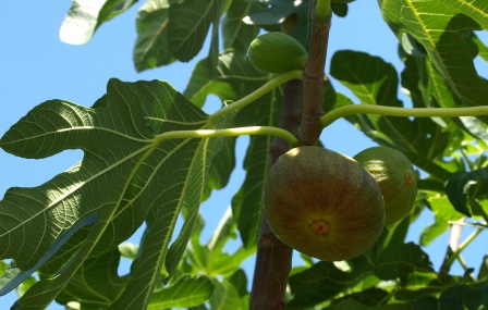 Figs