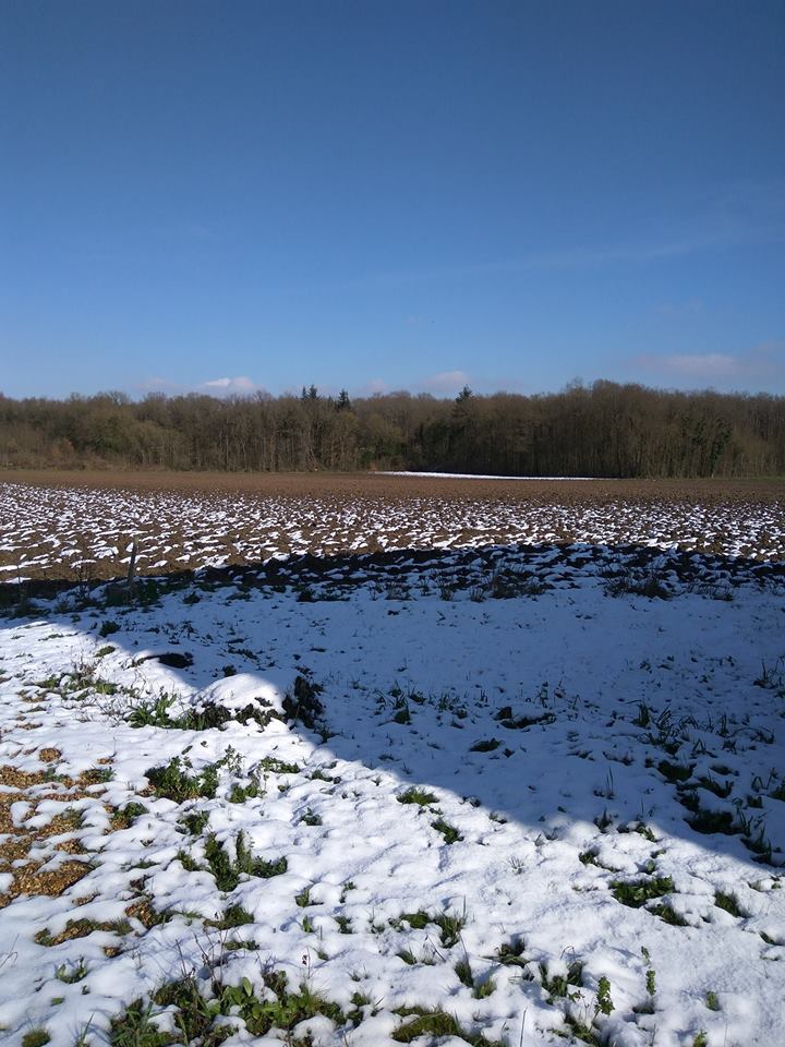 Winter field