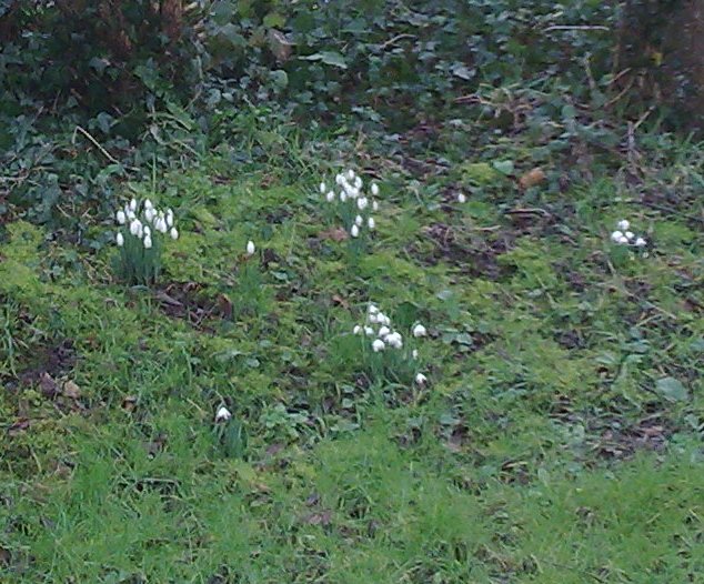 Snowdrops jan 18