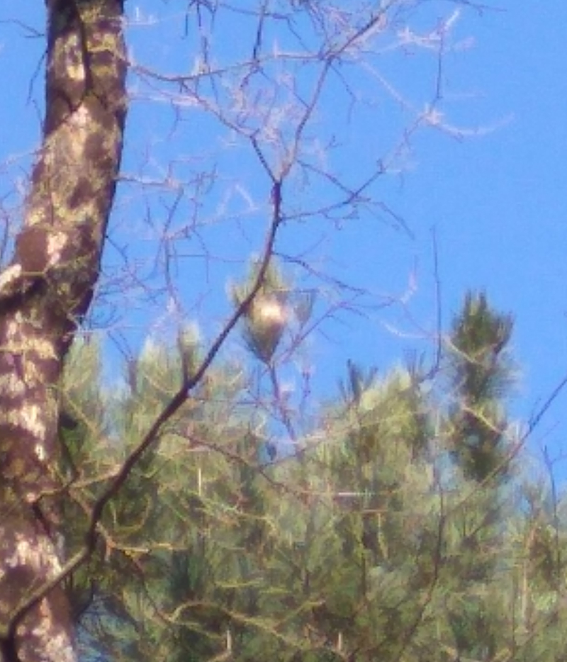 Pine processionary nest