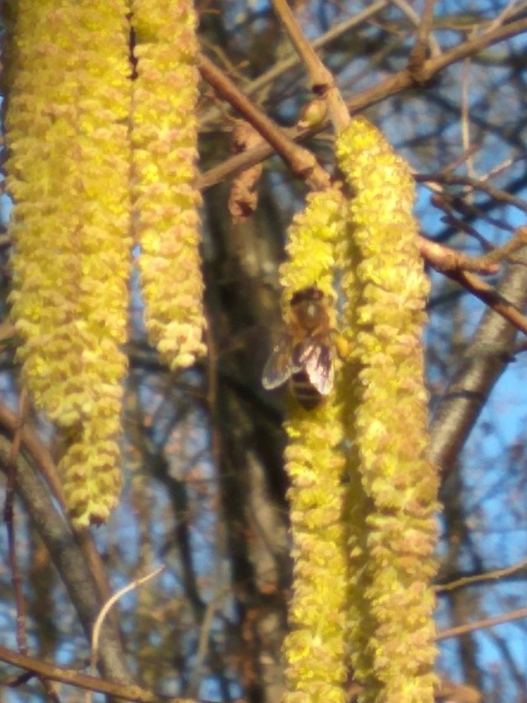 Bee collecting pollen