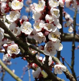 Apricot blossom