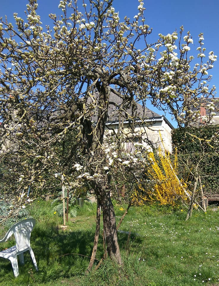 Pear and forsythia