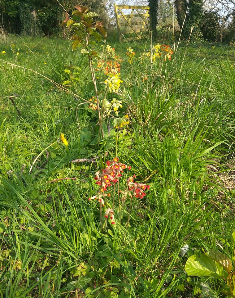 Three colours of cowslip