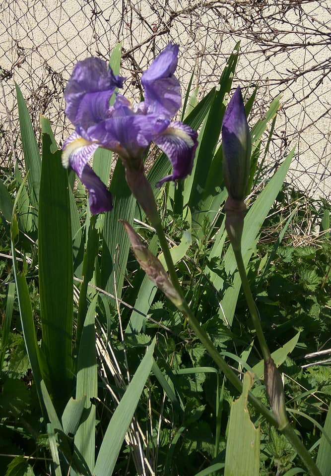First iris