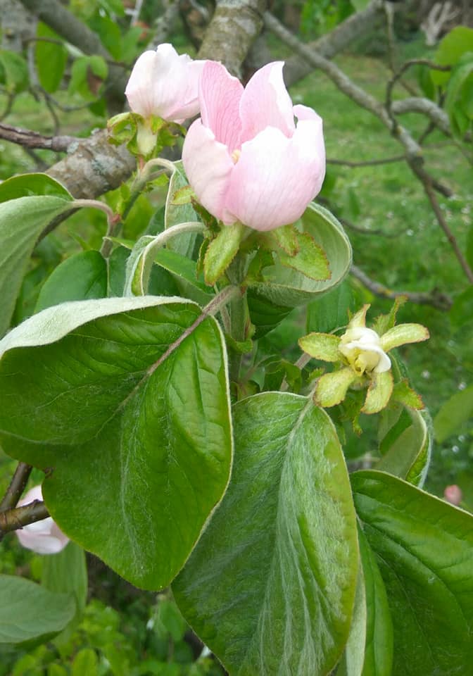 Quince blossom