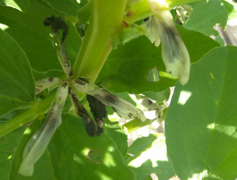 Baby broad beans