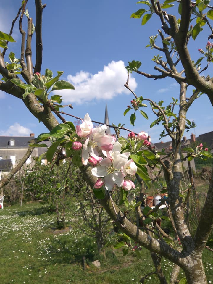 Apple blossom