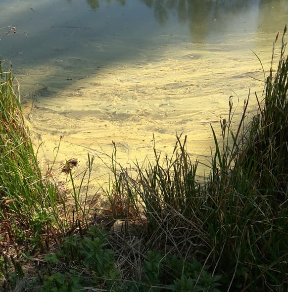 Pollen as lake scum