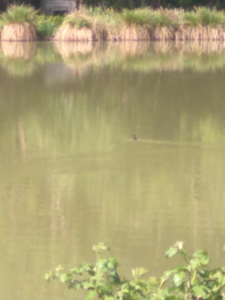 Baby mallard