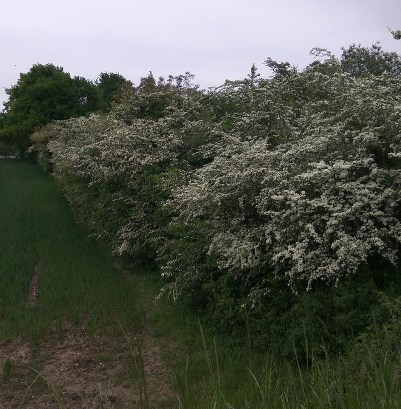 Hawthorn hedge