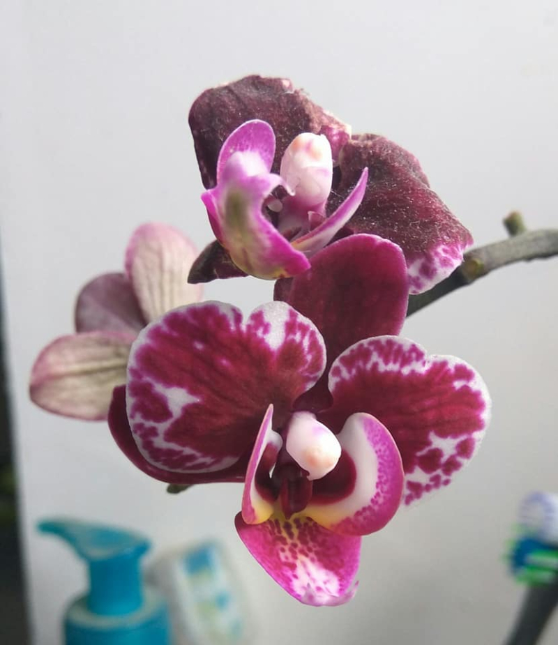 Open orchid