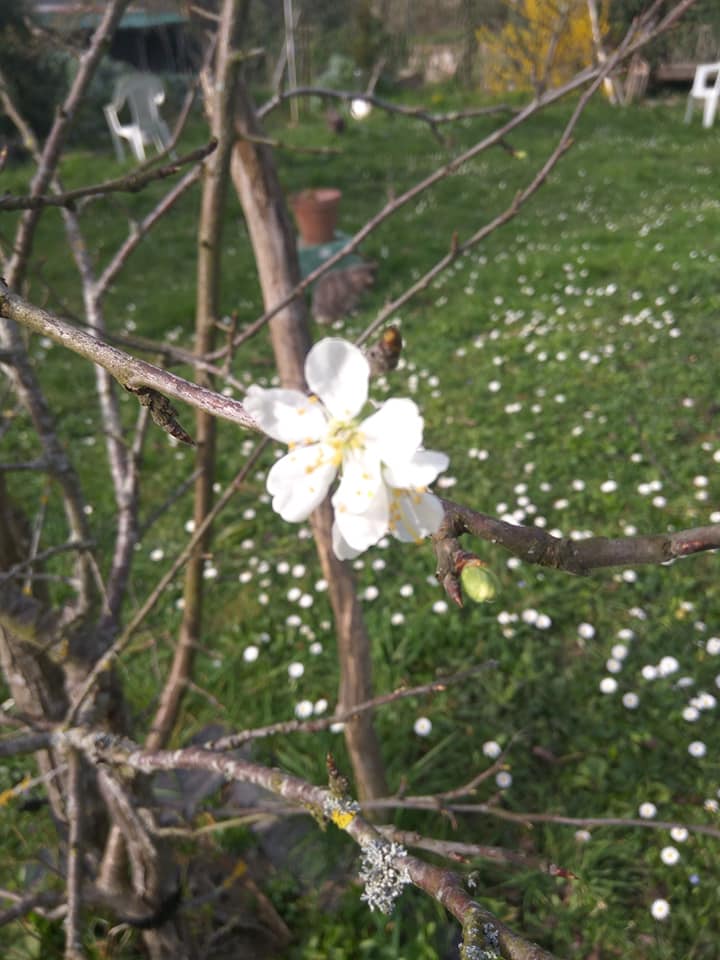 Plum blossom