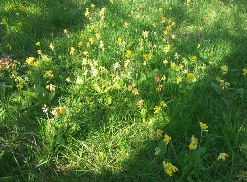 Cowslips