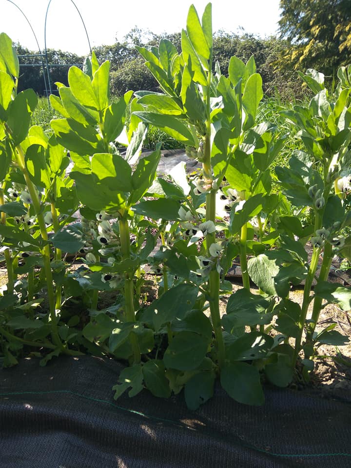 Broad beans flowering