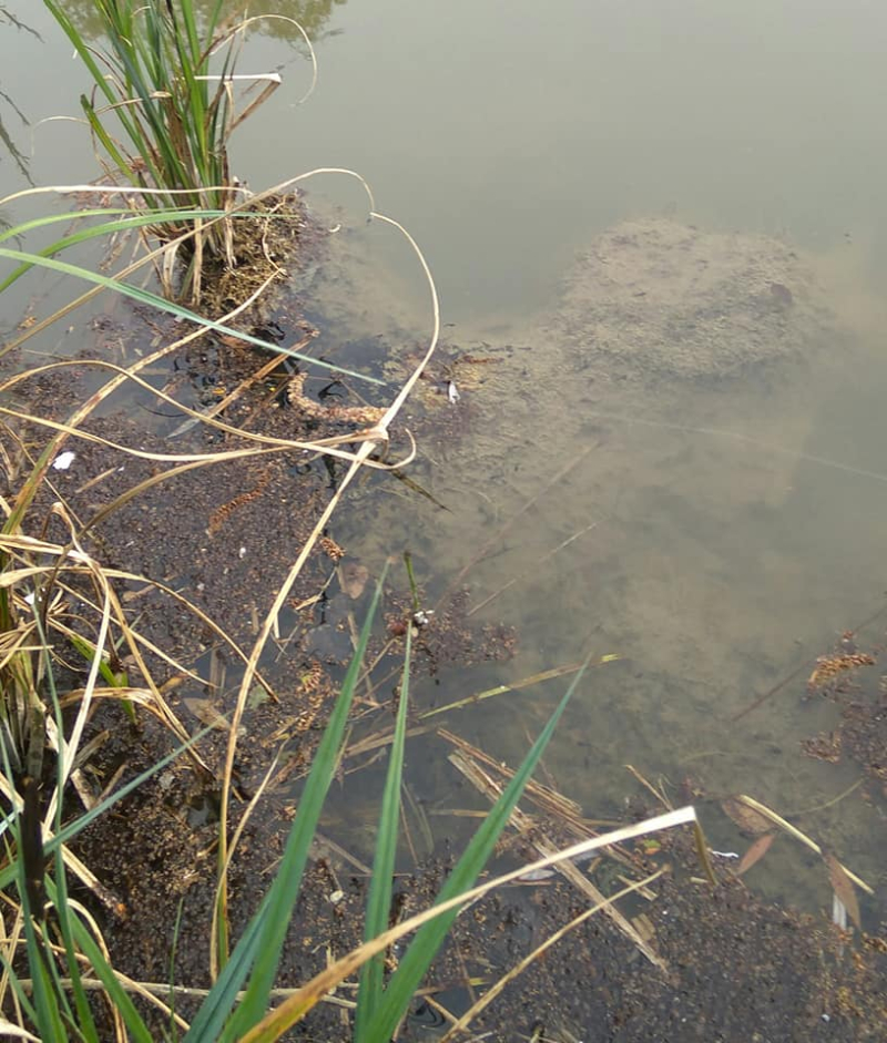 Tadpoles