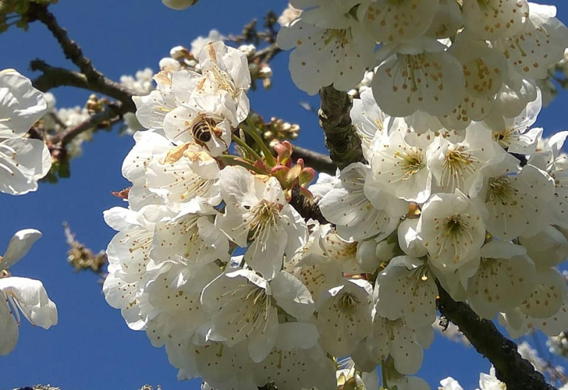 Cherry blossom detail 1