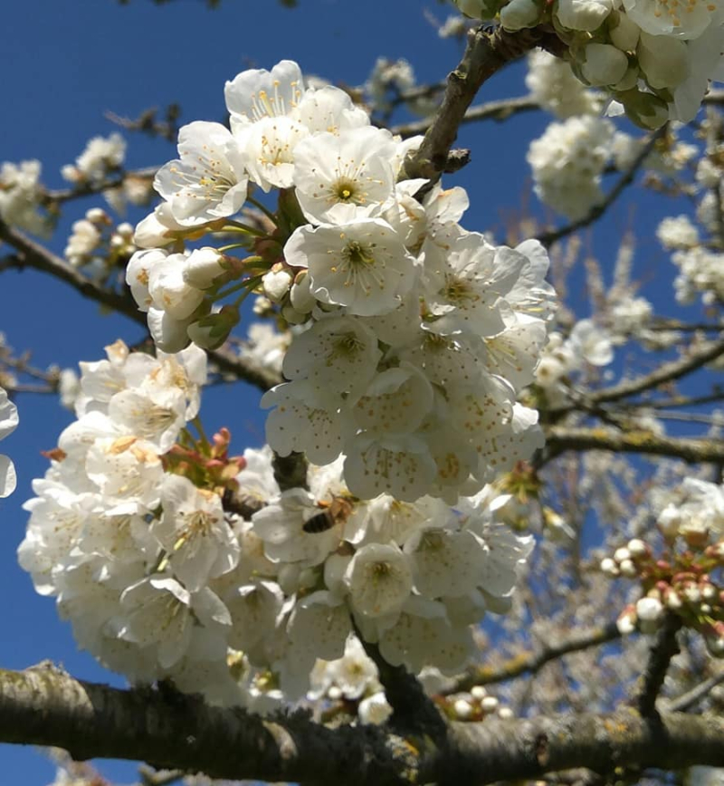 Cherry blossom detail 2