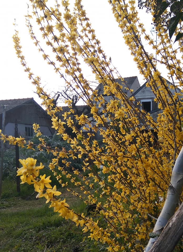 Forsythia