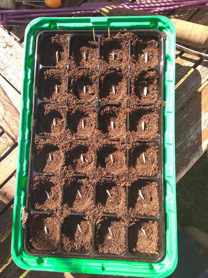 Butternut squashes picks fridge