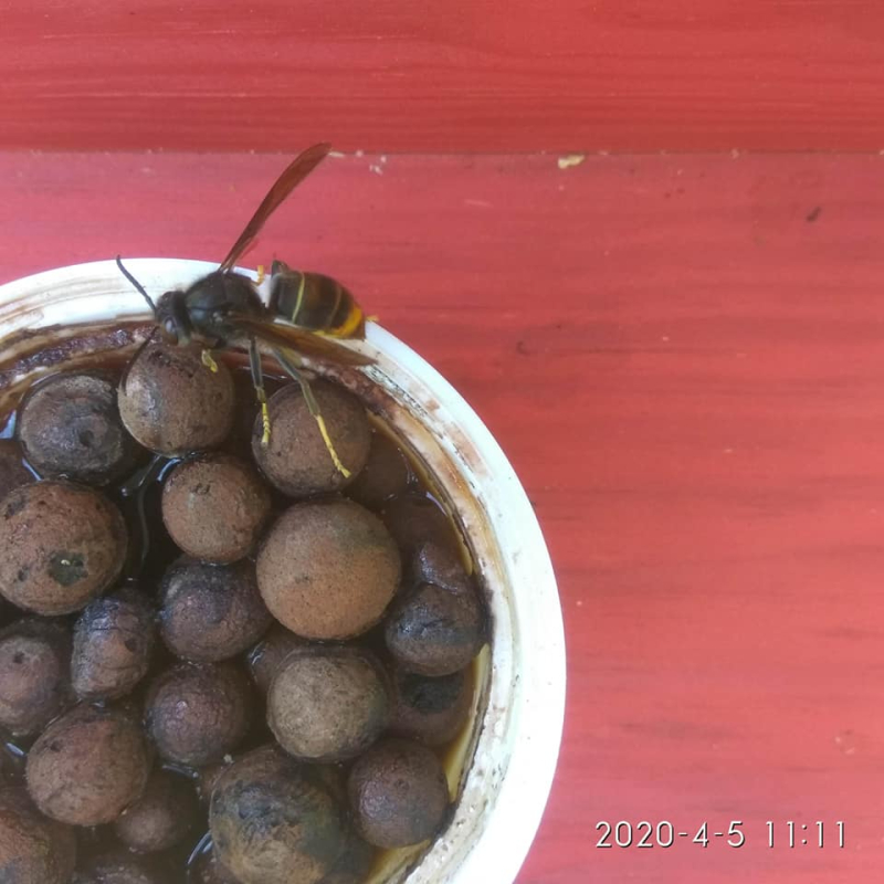 Hornet queen in trap