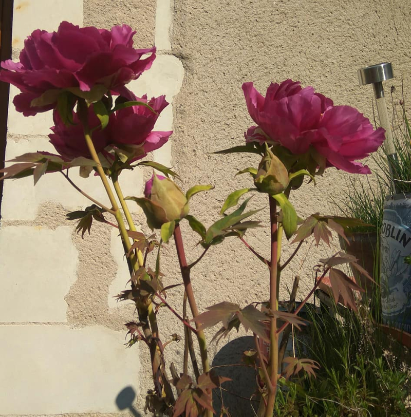 Tree peony in flower