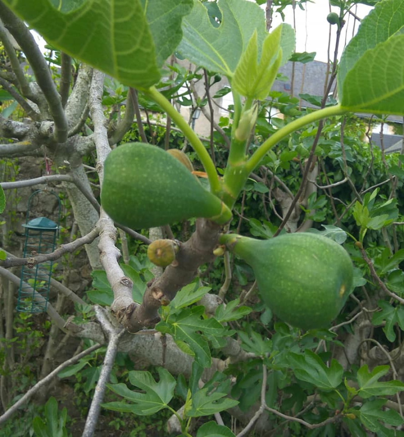 Figs