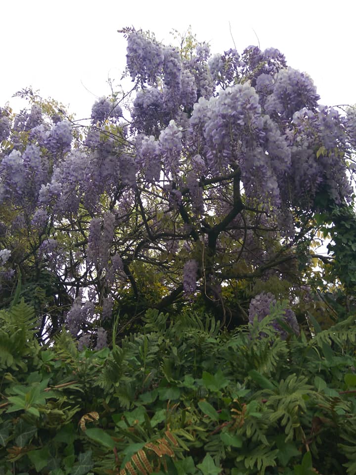 Wisteria 1