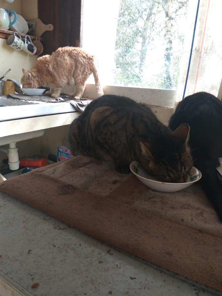 Starving cats